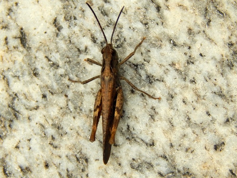 Acrididae: Chorthippus cf. brunneus e Acrotylus patruelis